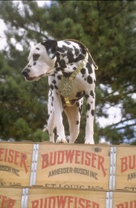 Dalmatian on top of historic wood Budweiser Case with Clydesdale team