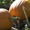 The Magical Pumpkin Patch of Londonderry, New Hampshire