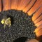 Make Someones Day, Cut Your Own Flowers